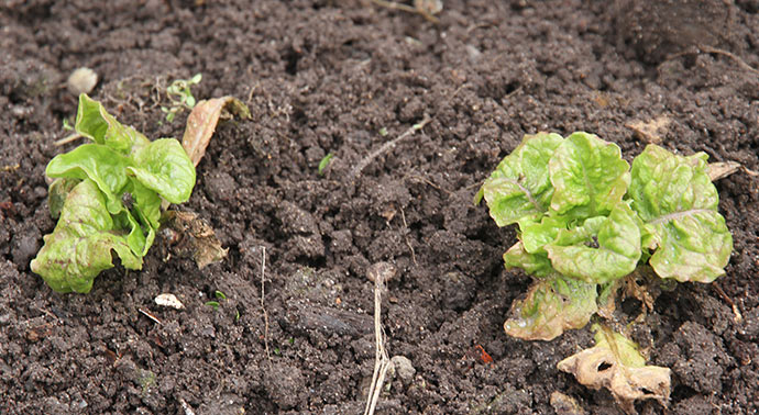 Sådan her ser de May King salatplanter ud, som blev sået først i september i pallerammen.