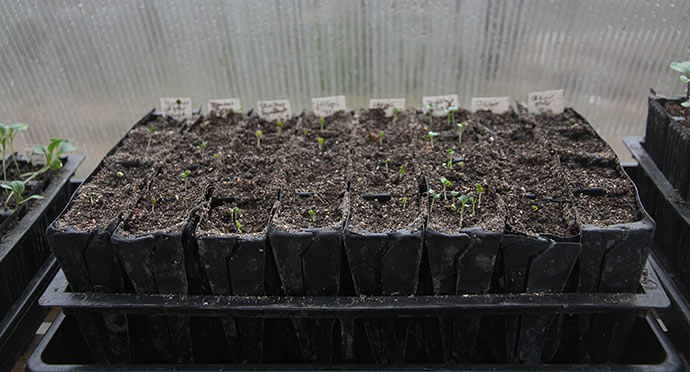 Nyt hold spidskål, knudekål og blomkål i kimplantestadiet.