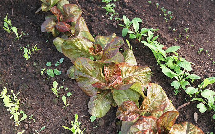 Til venstr salat sået i februar, til højre radiser sået i februar. I midten overvintrede salatplanter udplantet samtidig med at jeg såede.