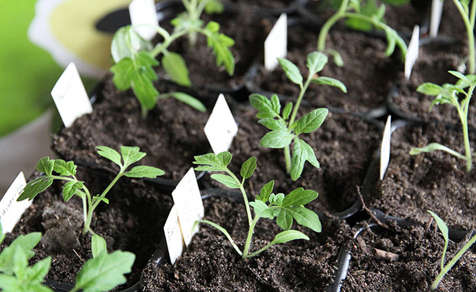 Jeg er godt tilfreds med tomatplanternes udseende i år. I morgen skal de ikke stå i solen, når de er nyplantede.