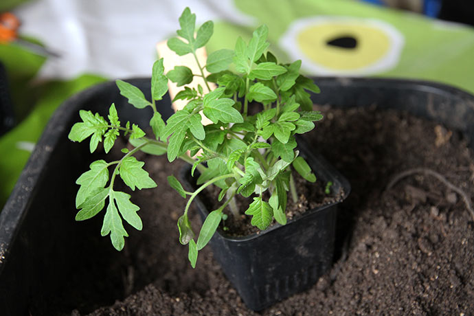 Potte med tomatplanter, der skal plantes ud i hver din potte. Det er Favorita - vores favoritsort.