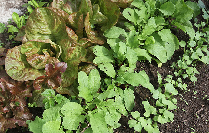 De høstklare radiser står midt i billedet mellem salatplanter og en ny række radiser på vej.