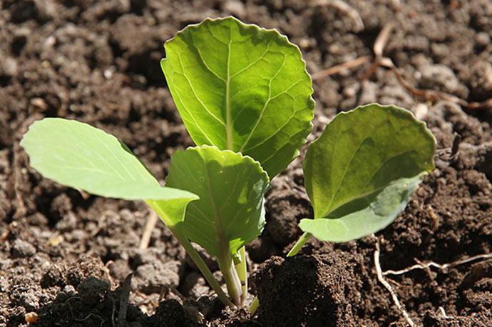 Sommerhvidkålen og spidskålen blev plantet dybere, end de stod i såbakken. Blomkål må ikke plantes dybere.