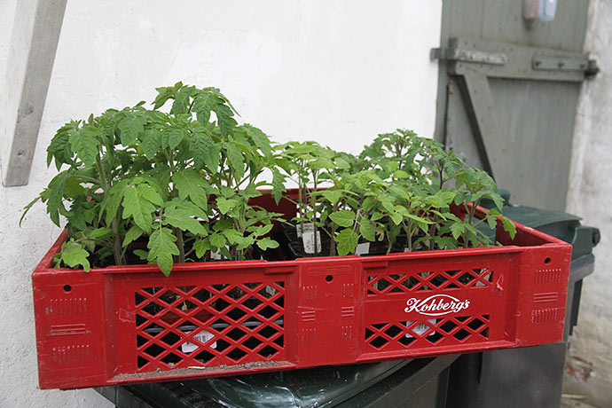 Tomatplanterne på vej ind i varmen her til aften.