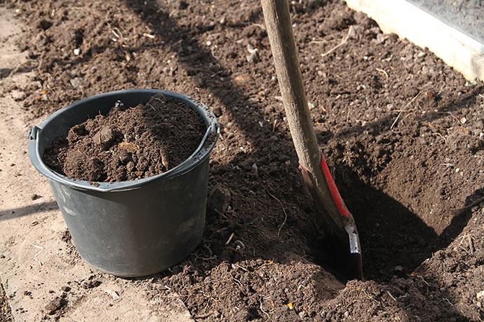 Jeg skifter ikke jorden i drivhuset, men fjerner en spandfuld jord, hvor tomatplanten stod sidste år.