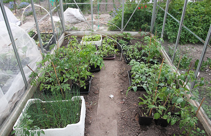 Nu kan man næsten ikke se de udplantede tomatplanter for de andre planter på midlertidigt ophold.