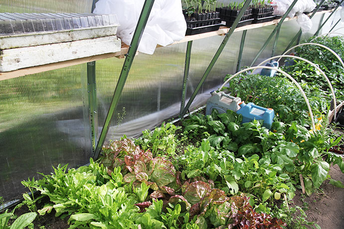 Her er det især salat og spinat, der står ved foden af buerne, hvor det er planten at plante tomatplanterne.