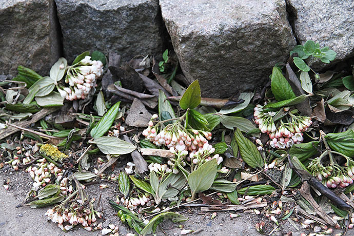 Her er de fleste af de smukke blomster endt.