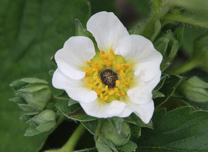 Frostskadet jordbærblomst.