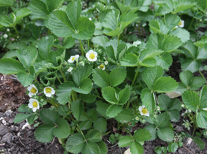 Der er masser af blomster og knopper i jordbærplanterne.