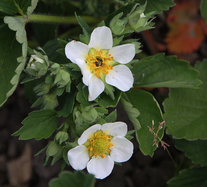 Øverst frostskadet jordbærblomst.