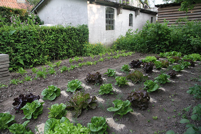 De mange salatplanter er forkultiverede og sået omkring 1. marts.