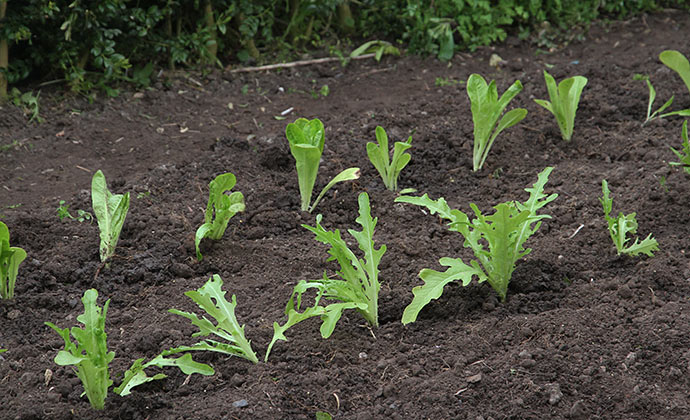Salatplanter af Little Gem og 