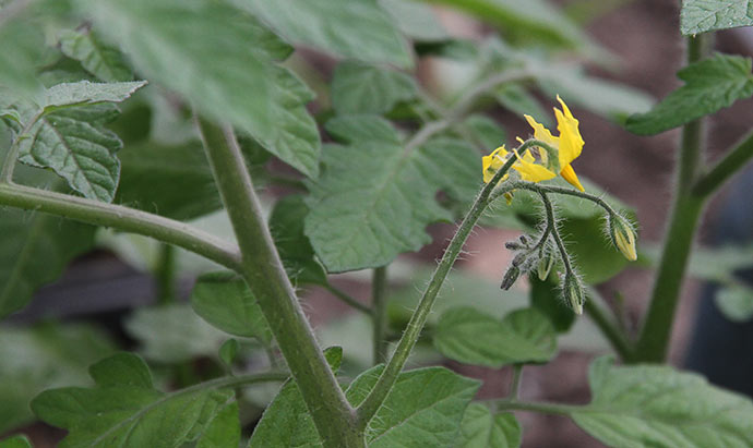 De første tomatblomster er sprunget ud.