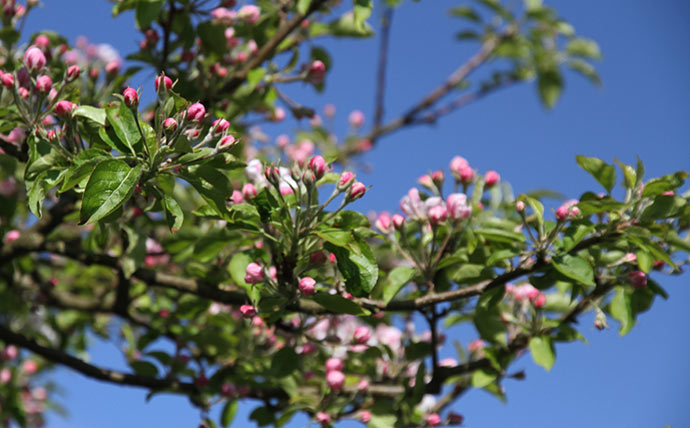 Med så mange blomster bruger træet al for megen energi i år til at udvikle et hav af æbler.
