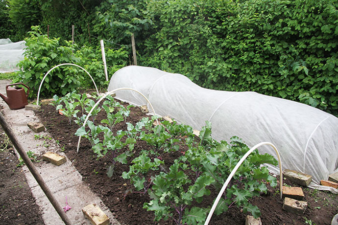 Bed med frodig blomsterkål forrest og vinterbroccoli i den anden ende.