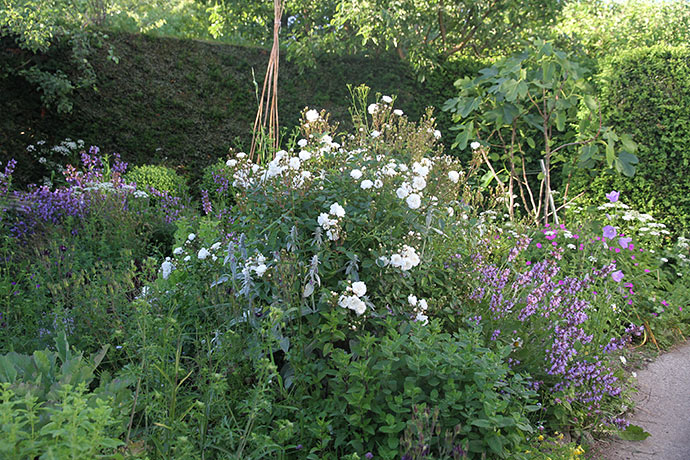 Buketroser er så smukke sammen med den blomstrende salvie.