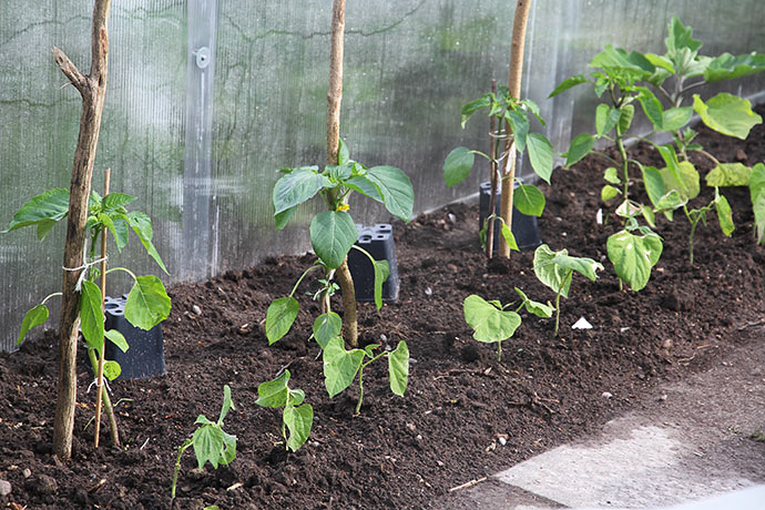 Tomatillo, peberfrugt og bønner plantet udenfor drivtunnelen. Under potterne er der sået høje sukkerærter - potterne beskytter mod duer indtil de spirer.