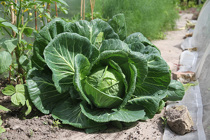 Her kan man se, hvor stor og flot kålplanten var.