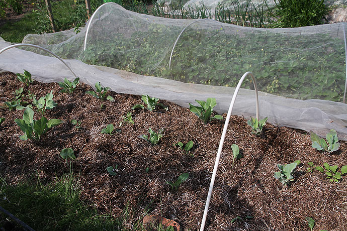 Nye planter er plantet ud i bedet med Filderkraut, og det er blevet dækket med ålegræs.