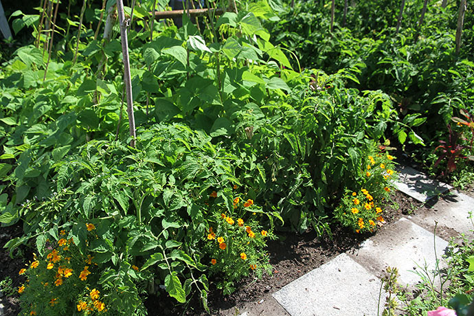 Frilandstomaten Bell Star har store grønne tomater, men de er helt skjult af den frodige vækst.