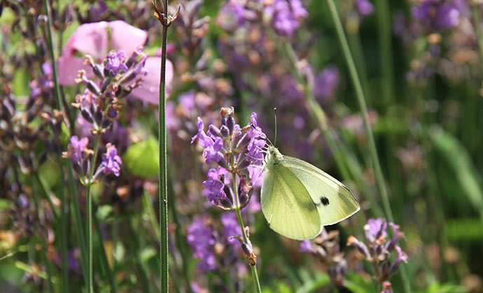 Kålsommerfuglenes yndlingsblomst er lavendel.