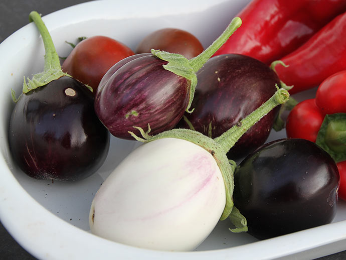 Den hvide burde være mere rosa - sorten hedder Rosa Bianca. De tre mørke er Moneymaker og den lysere Long Purple.