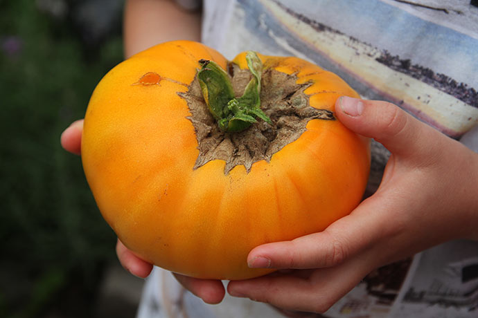 Den vejede 600 g. Det er en meget stor og tung tomat.