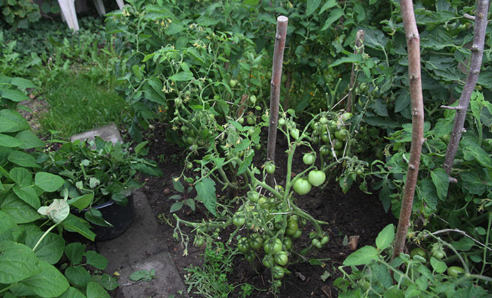 Stort set alle tomatbladene var angrebet og måtte fjernes.