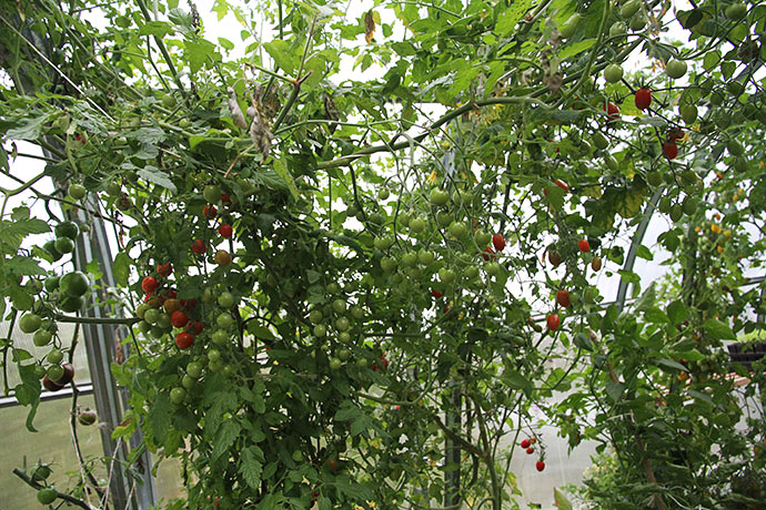 Der er mange grønne tomater stadigvæk.