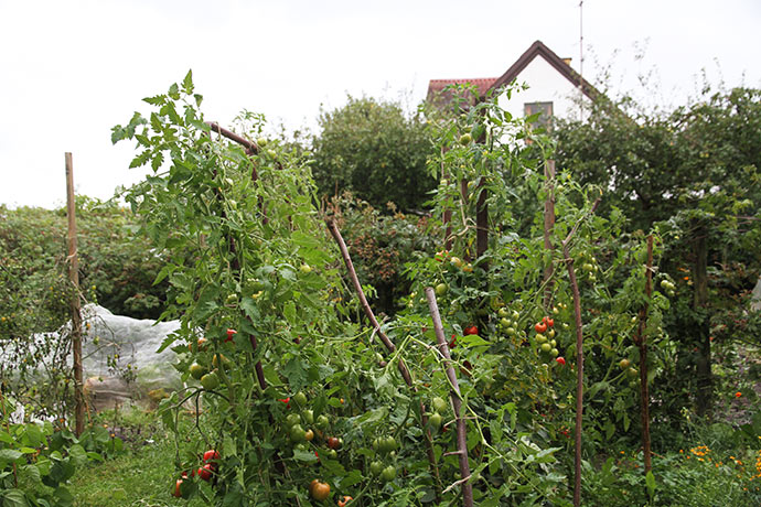 Tomatstaivet har fået slagside.