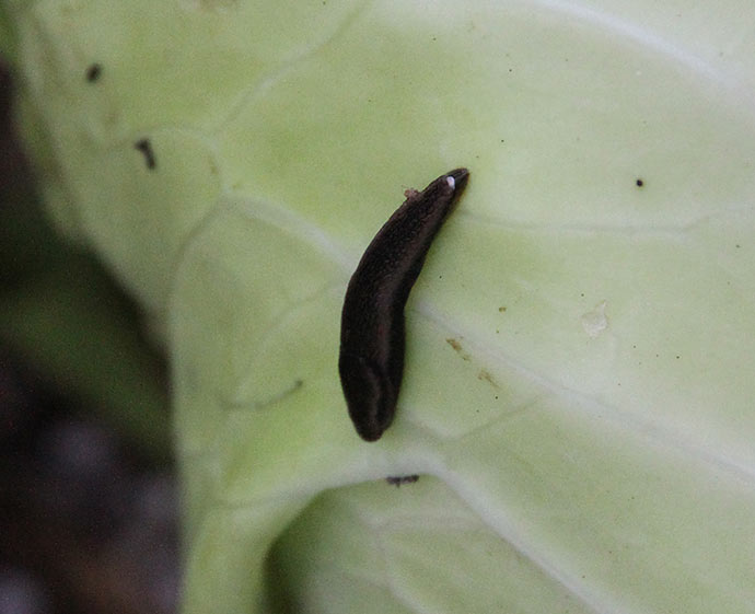 En af de små mørke agersnegle inde mellem bladene i selv kålhovedet.