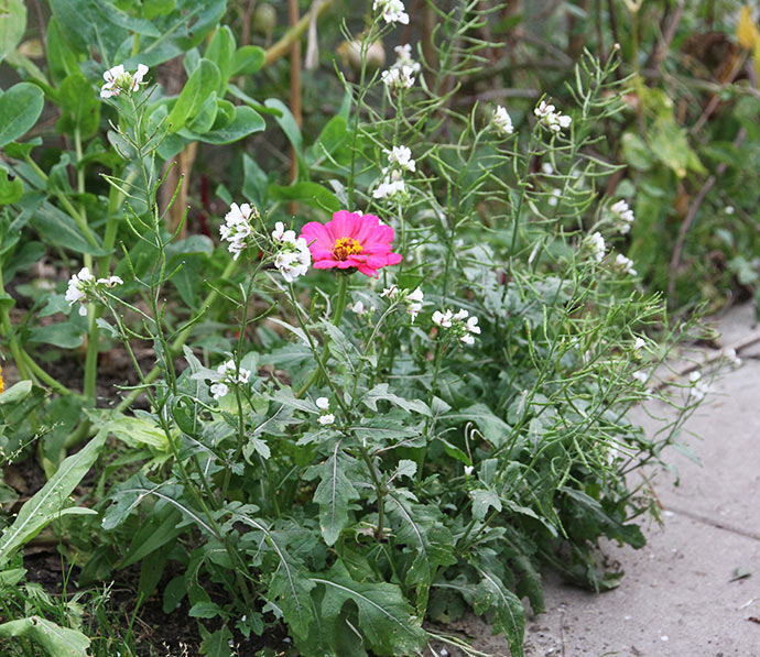 Wasabirukola med hvide blomster og mange frø på vej. Og så lige en pink frøkenhat.