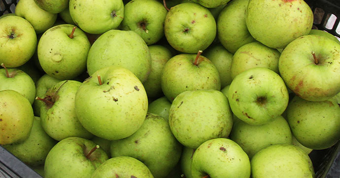 Næsten en hel kasse store pæne æbler. Sprøde og sure - passer godt i salat og til at rive i gulerodssalat. 