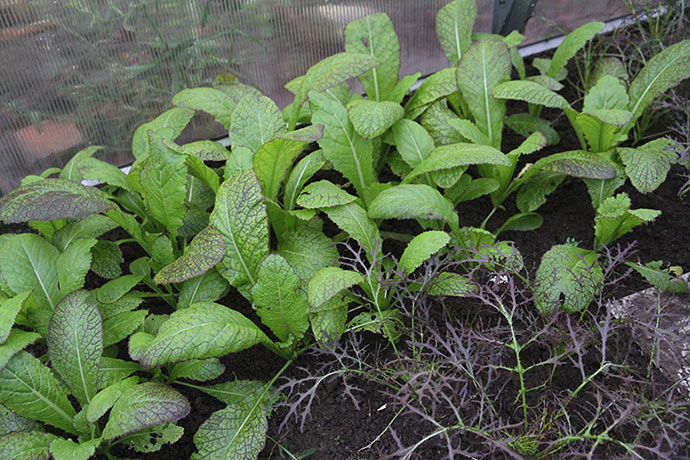 Sareptasennep kan se meget forskellig ud. Bagerst Red Giant -forrest Moutarde Rouge Metis.