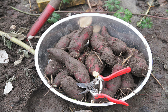 Rodknoldene fra planten ovenfor. Tre mindre blev efterladt på planten som næring for planten hen over vinteren.