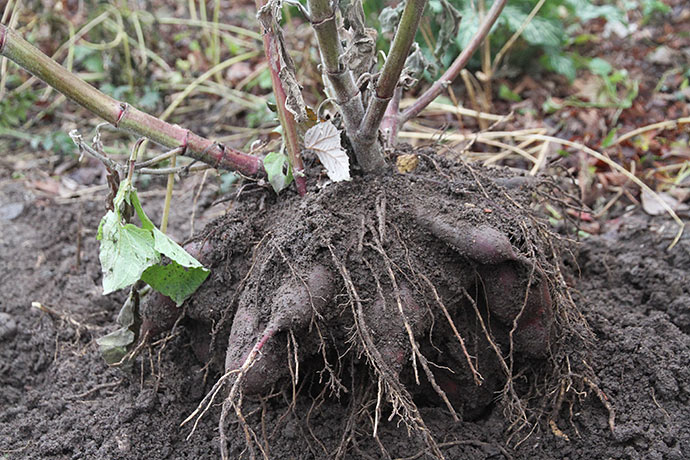 Den udvalgte plante til næste års planter.