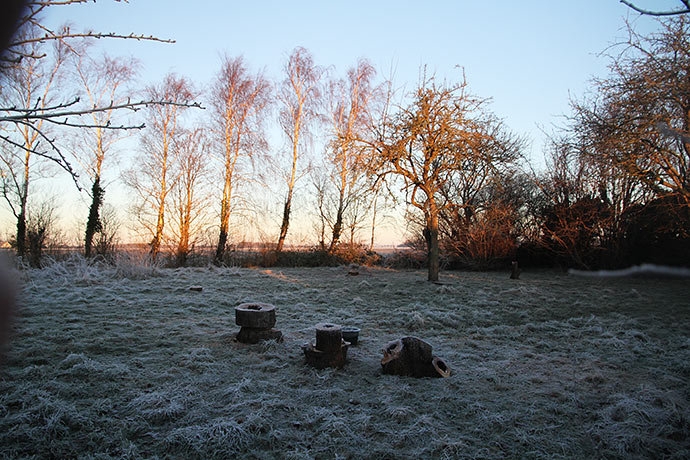 Morgensolen rammer birketræerne på vestsiden af vores nye have. Der bliver masser af lys til grønsagerne.