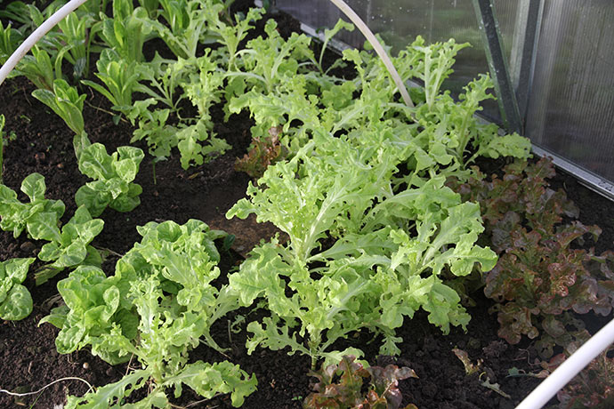 Flere slags salat. Den røde og den grønne egebladede var sidste år de planter, som gav først salat.