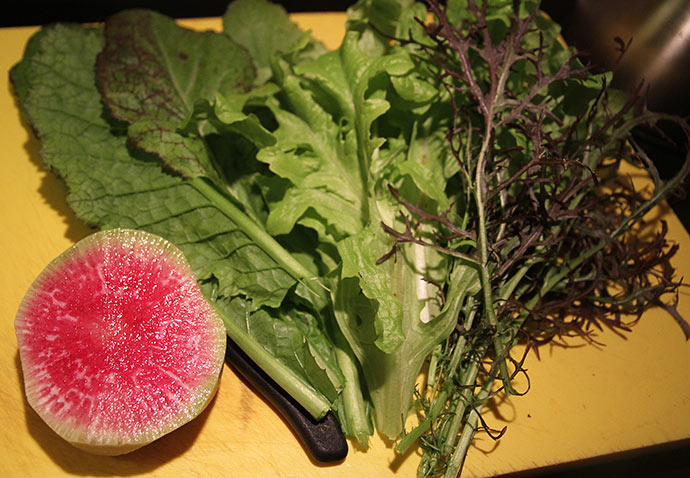 Fra venstre: Kinesisk radis ’Watermelon‘, sareptasennep ’Red Giant‘, grøn egebladet salat, sareptasennep ’Moutarde Rouge Metis.