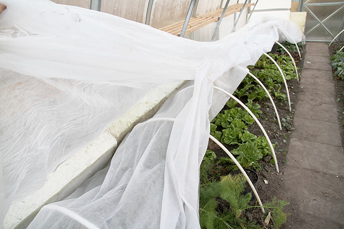 Dækning af bedet med salatplanter med styroporplader og fiberdug i flere lag.