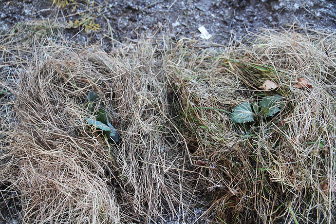 Kålplanterne er blevet beskyttet mod den hårde og isnende kolde blæst