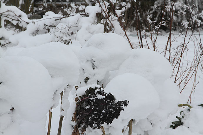 Vinterbroccoliplanterne er godt beskyttede inden i store snekugler.