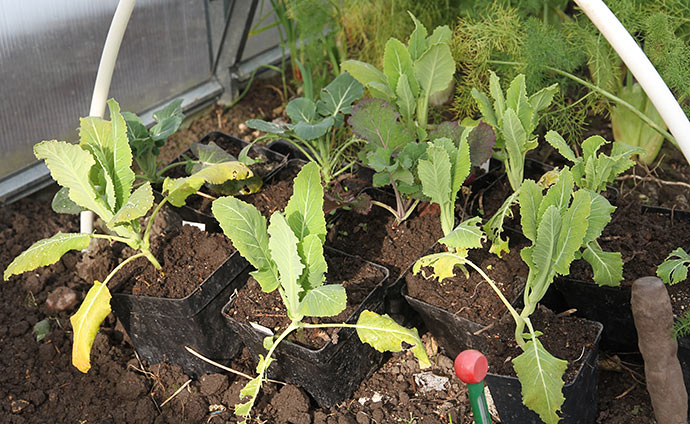 Overvintrende blomkål og broccoli den 12. marts.