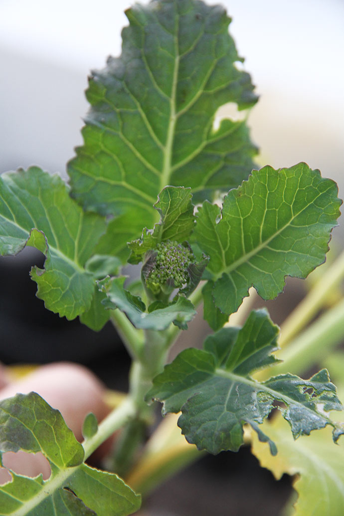 Et lille broccolihoved på vej på en meget lille plante.