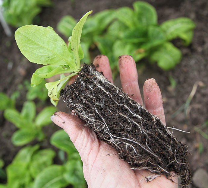 Valdor salatplante med et flot rodsystem.