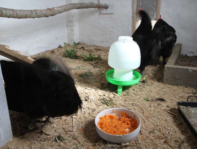 Agnes muler en af de andre høner.