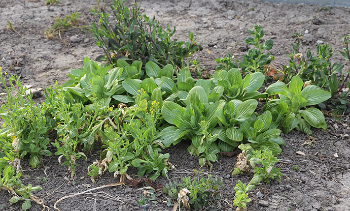 Pak Choi ’Yuushou‘ står med store flotte planter, selv efter en marts måned med frost og sne.