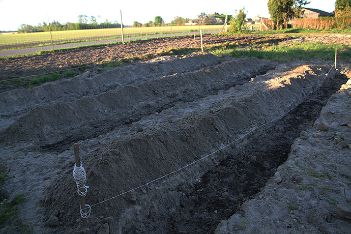 Udgravede render til at lægge aspargeskronerne i. &0 cm brede og 18 cm dybe. 