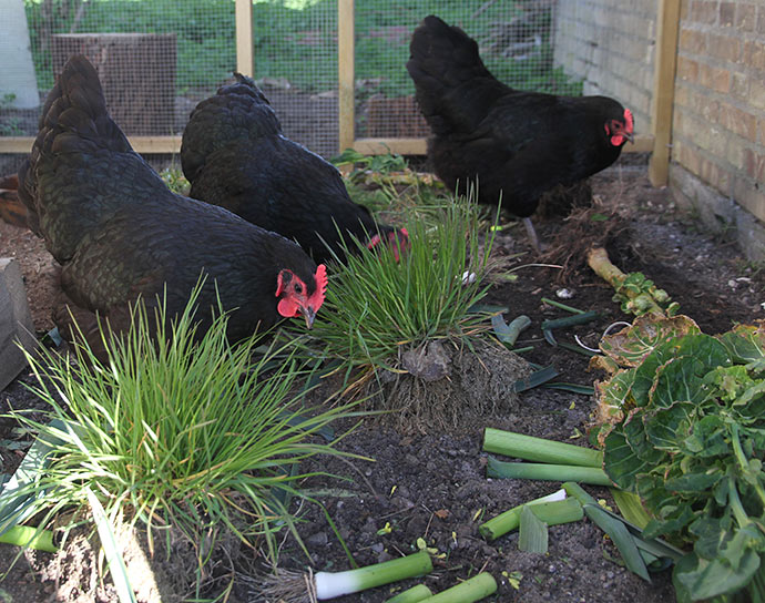 Hønsene er lige blevet lukket ud om morgenen til friske forsyning med rosenkålstok, porrer og græstotter.